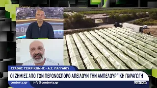 Οι ζημιές από τον περονόσπορο απειλούν την αμπελουργική παραγωγή