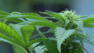 Georgia medical cannabis law expands access
