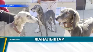 KAZAKHSTAN CELEBRATES THE DAY OF THE KAZAKH TAZY FOR THE FIRST TIME
