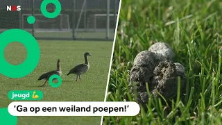 Soccer club going crazy over goose poop: 'They're messing up the whole place'
