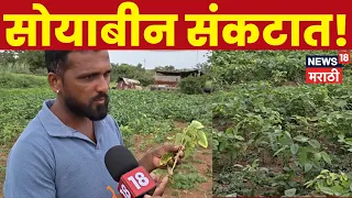 Dharashiv Soybean Crop News | सोयाबीनवर येलो मोजॅकचा प्रादुर्भाव! शेतकरी चिंतेत