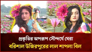 The Stunning Red Water Lily Bill of Uzirpur, Barishal | Mytv News