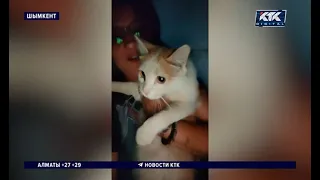 Cat rescued from a welded pipe in Shymkent