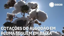 Cotton lint prices continue to decline