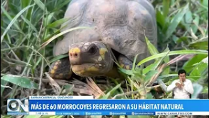 Barrancabermeja: Rescatan y liberan más de 60 morrocoyes en su hábitat natural