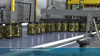 From Field to Factory: How Crops Are Processed at the Kamensky Cannery