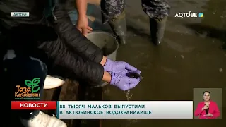 88,000 fry released into the Aktobe Reservoir