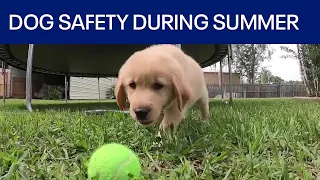 How to keep dogs safe during July 4th celebrations