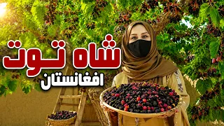 Freshta Azimi reports on Afghanistan's Shahtoot / گزارش فرشته عظیمی در مورد شاه‌ توت افغانستان