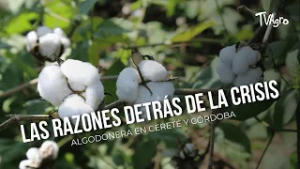 Las razones detrás de la crisis algodonera en Cereté y Córdoba - TvAgro por Juan Gonzalo Angel