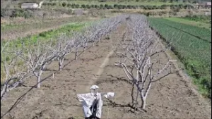 Bujqësia në Myzeqe dhe mungesa e specialistëve agronomë ne terren