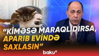 Pişik dişləyən uşaq 4 ay sonra görün hansı hala düşdü | "Belə gəzməkləri təhlükəlidir" - Baku TV