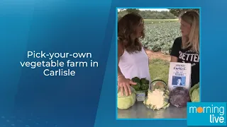 Pick-your-own vegetable farm in Carlisle