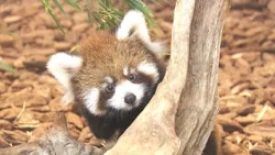短い手足でよちよち　愛らしさあふれるレッサーパンダ双子の赤ちゃん　10月7日から一般公開　（2026年10月5日放送）