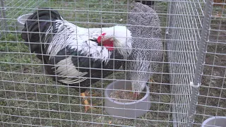 V Čáčove vystavovali hydinu, králikov a  holubov