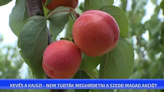 Kevés a kajszi - nem tudták meghirdetni a Szedd magad akciót