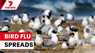 H5 bird flu confirmed in native seabird for first time in South Australia | 7NEWS