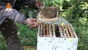 स्याङजा / मौरीपालनमा आकर्षण || NEPAL TELEVISION