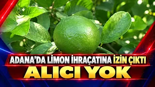 EXPORT PERMIT GRANTED FOR LEMONS IN ADANA: NO BUYERS