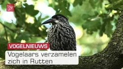 Jagen op het beste plaatje van de dunsnavelnotenkraker in Rutten