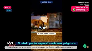 Del 'leon' al 'cocodrilo': los otros animales salvajes que atemorizaron a España - Más Vale Tarde