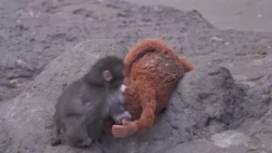 ¿Es común el rechazo del mono Punch en los primates? Los expertos del Zoo de Madrid responden