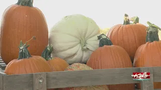 Cherry Rock Farms pumpkins ready despite dry season
