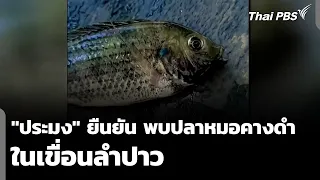 Fisheries Department confirms Black Chin Tilapia found in Lam Pao Dam | Wan Mai Thai PBS | Sep 9,...