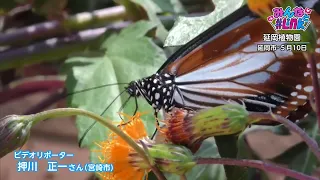 #Link With Everyone: June 2026 Monthly Award - "Chestnut Tiger Butterflies at Nobeoka Botanical G...
