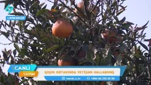 Hallabonq sitrus meyvəsinin satışında çətinliklər var
