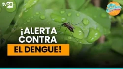 Dengue prevention