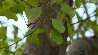 Recent rain prompts some Colorado counties to ease fire restrictions
