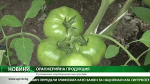 ОРАНЖЕРИЙНА ПРОДУКЦИЯ: Променени агротехнически срокове