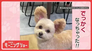 The dog whose ears get huge when he hears "walkies"—why does it happen? [Hatori Shinichi Morning ...