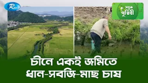 চীনে একই জমিতে ধান-সবজি-মাছ চাষ | Sobuj Prithibe | Rtv