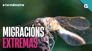 MIGRACIÓNS EXTREMAS | O TERMÓMETRO