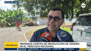 Avanza reactivación bananera en Bocas del Toro