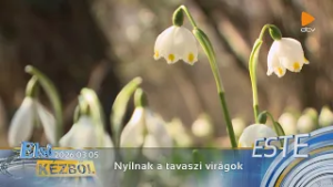 Nyílnak a tavaszi virágok