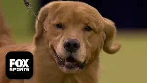 The Sporting Group ? 2026 Westminster Dog Show