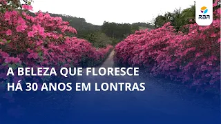 The beauty that has been blooming for 30 years in Lontras