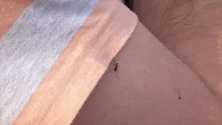Sezona komaraca u jeku šta kažu stručnjaci