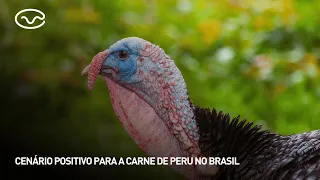 Positive outlook for turkey meat in Brazil