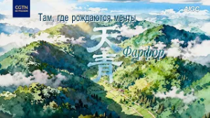 Там, где рождаются мечты：Фарфор