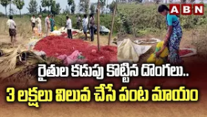 రైతుల కడుపు కొట్టిన దొంగలు.. 3 లక్షలు విలువ చేసే పంట మాయం || Jayashankar || ABN Telugu