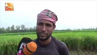ঘোড়াঘাটে আউশ ধানের বাম্পার ফলন | Mohona TV