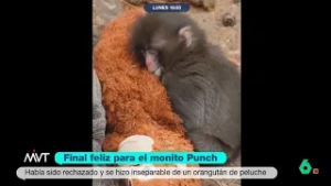 Final feliz para Punch, el mono más viral del mundo - Más Vale Tarde