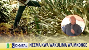 CHONGOLO ATANGAZA NEEMA KWA WAKULIMA WA MKONGE NA CHAI  - KOROGWE