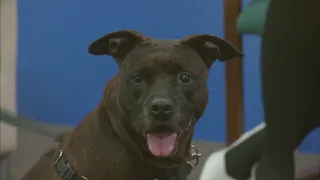 Pet of the Week: Maisie, the Humane Society of Schuyler County