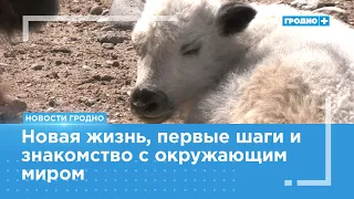 New Arrival at Grodno Zoo: Snow White Born into Yak Family