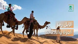 ديرتنا | الإبل رمز للأصالة وجزء من هوية الوطن